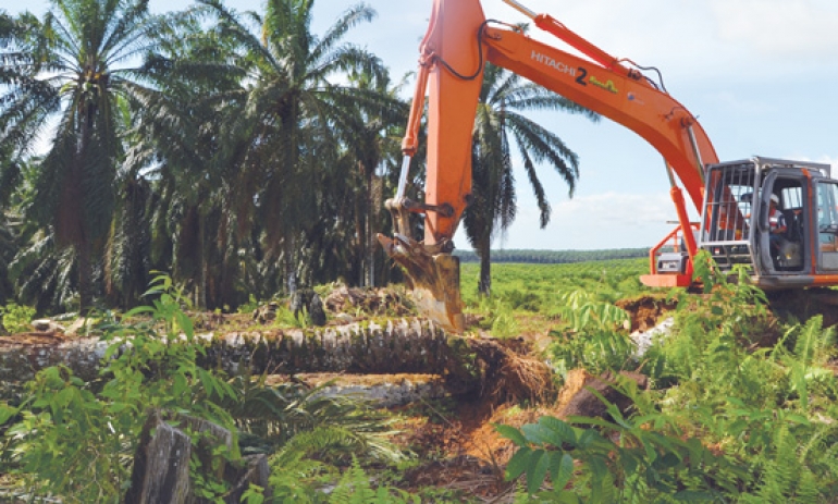 Peliknya “Replanting” Kebun Sawit Rakyat