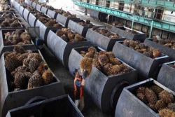 ISPO Bertujuan Meningkatkan Daya Saing minyak sawit Indonesia