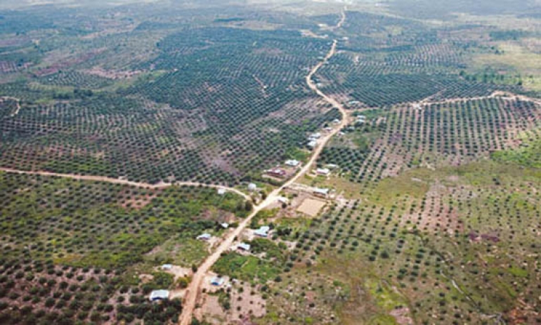 Industri Perkebunan Butuh Kepastian Lahan Tata Ruang