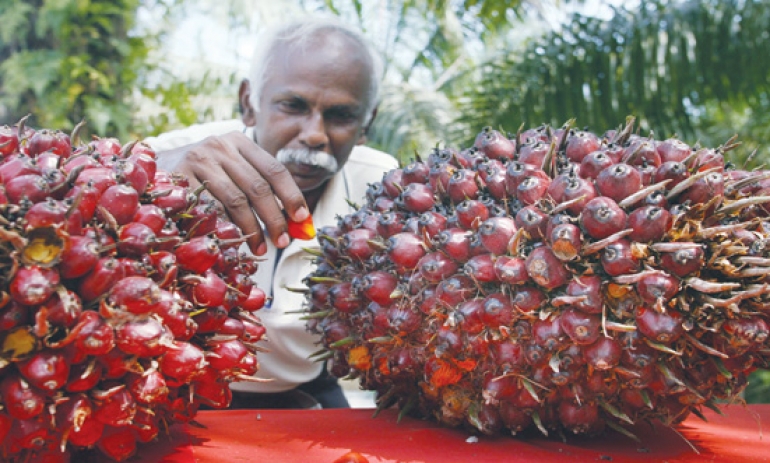 Parlemen Eropa Pun Mulai Sudutkan Sawit
