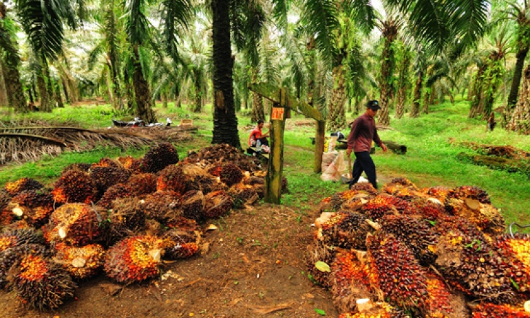 Pemerintah Akan Sertifikasi Lahan Sawit Milik Petani Kecil