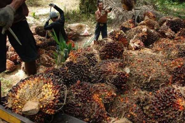 Riau, Percontohan Sertifikasi ISPO untuk Petani