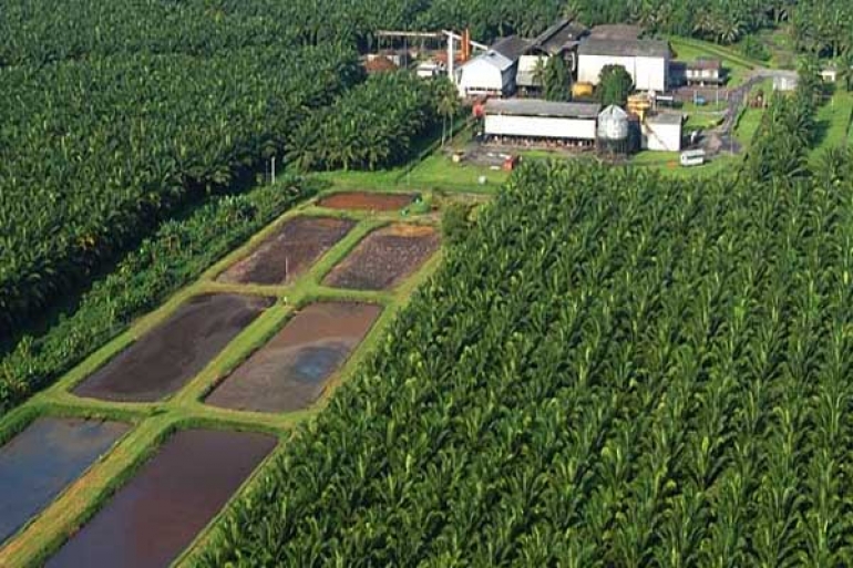 Permentan Nomor 19 Tahun 2011 tentang ISPO Akan Diperbarui